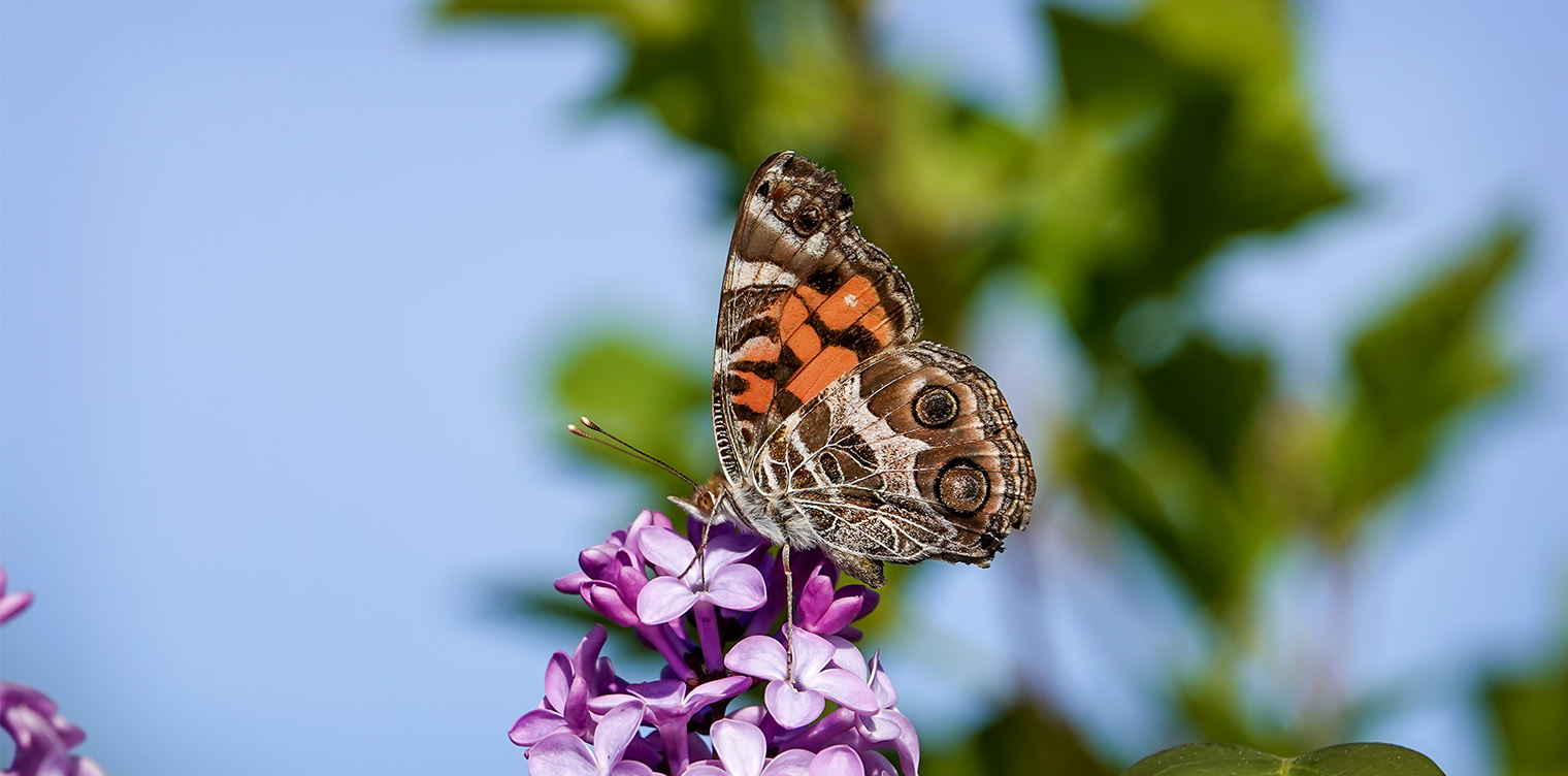 Butterflies of the Adirondack Park: American Lady at John Brown Farm (9 June 2019).