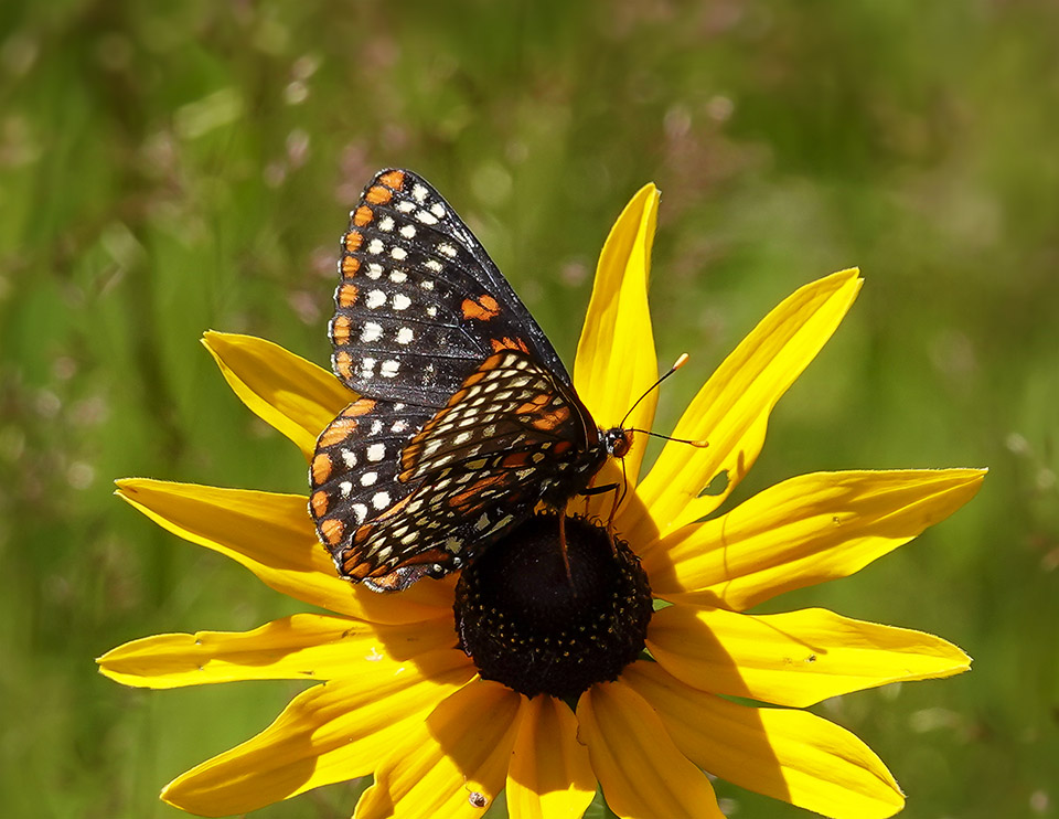 Butterflies of the Adirondack Park: Baltimore Checkerspot (Euphydryas phaeton) on the Adirondack Loj Road (15 July 2019).