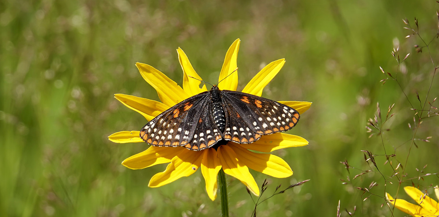 Butterflies of the Adirondack Park: Baltimore Checkerspot (Euphydryas phaeton) on the Adirondack Loj Road (15 July 2019).