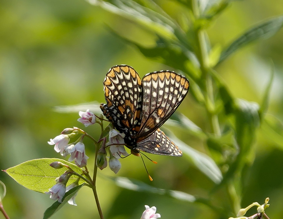 Butterflies of the Adirondack Park: Baltimore Checkerspot (Euphydryas phaeton) on the Old Orchard Loop at Heaven Hill (26 July 2019).