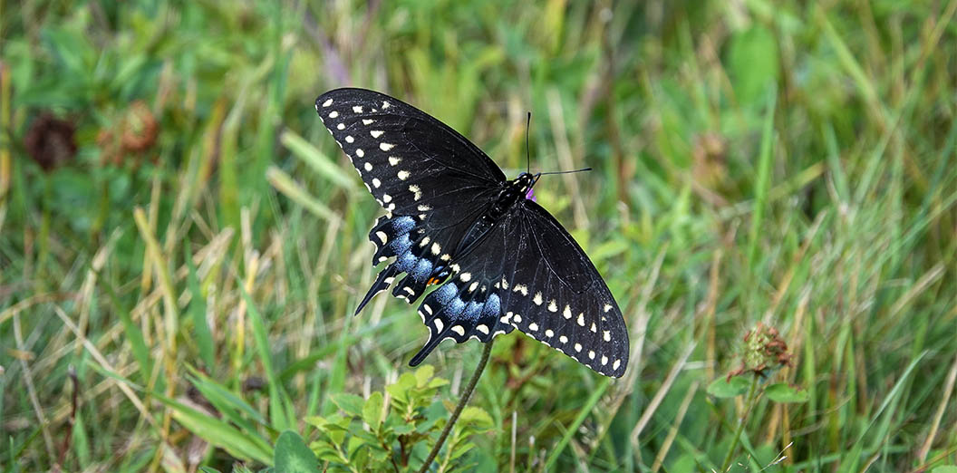 Butterflies of the Adirondack Park: Black Swallowtail on the Old Orchard Loop at Heaven Hill (3 August 2020).