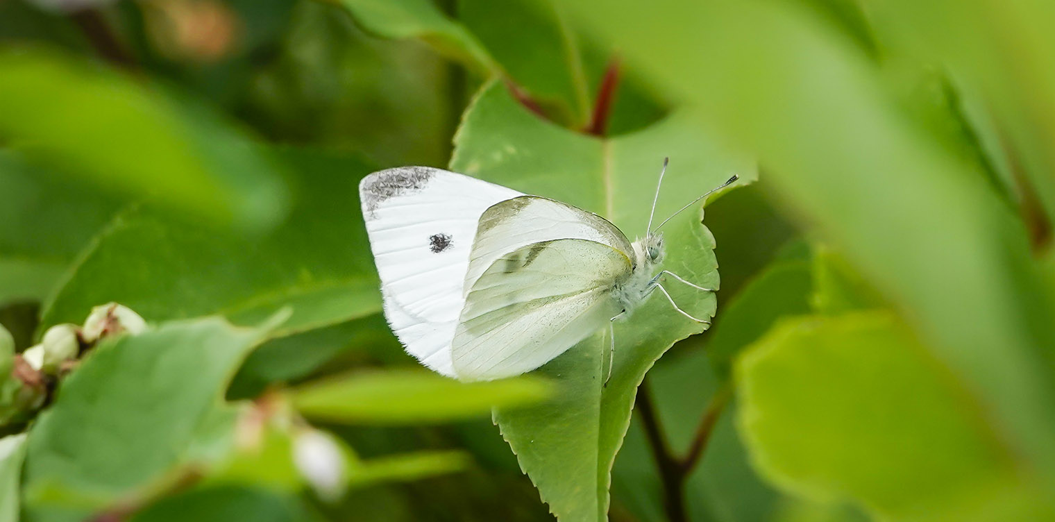 I was looking at pictures and I noticed that I had a picture of a butterfly  that alllllmost looked like a white admiral, but it had some…