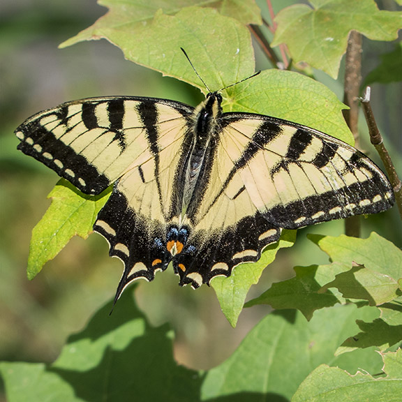 Adirondack Butterflies: Canadian Tiger Swallowtail | Papilio canadensis