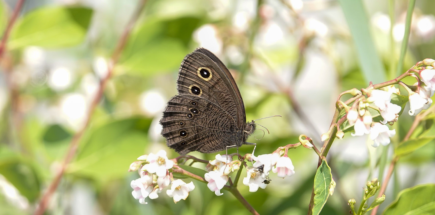 https://wildadirondacks.org/images/Adirondack-Butterflies-Common-Wood-Nymph-Cercyonis-pegala-Adirondack-Loj-Road-27-July-2019-71.jpg