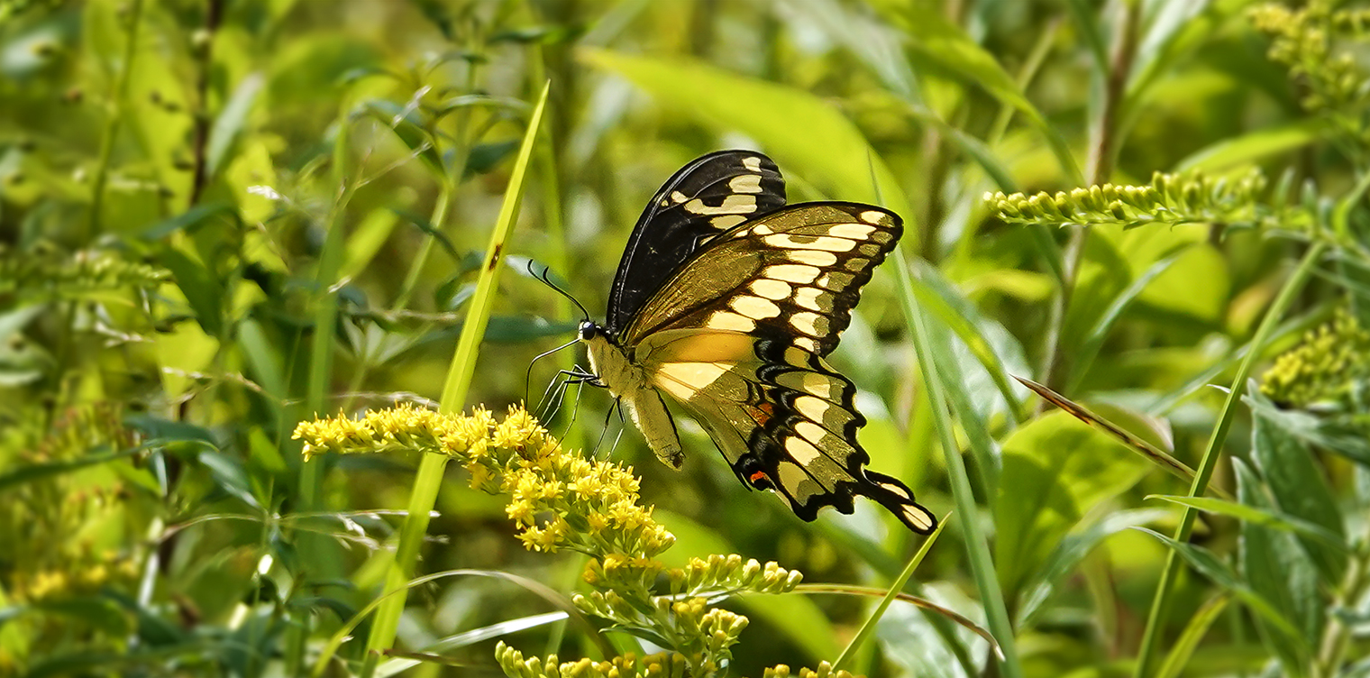 Butterflies of the Adirondack Park: Giant Swallowtail at John Brown Farm (30 August 2019).