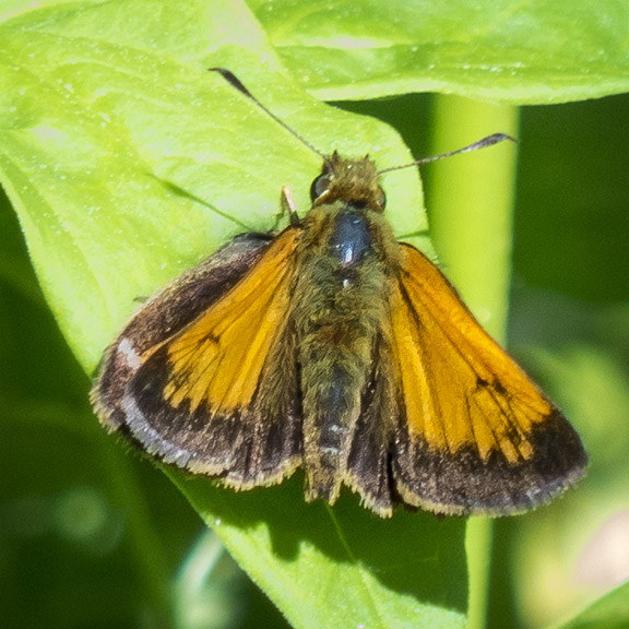 Butterflies of the Adirondack Park: Hobomok Skipper at the Paul Smiths VIC Native Species Butterfly House (18 June 2013).