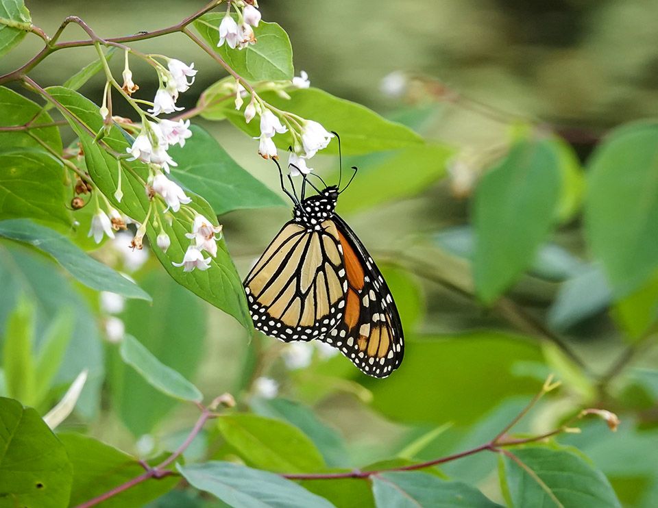 Region is a link in monarch butterflies' survival trail