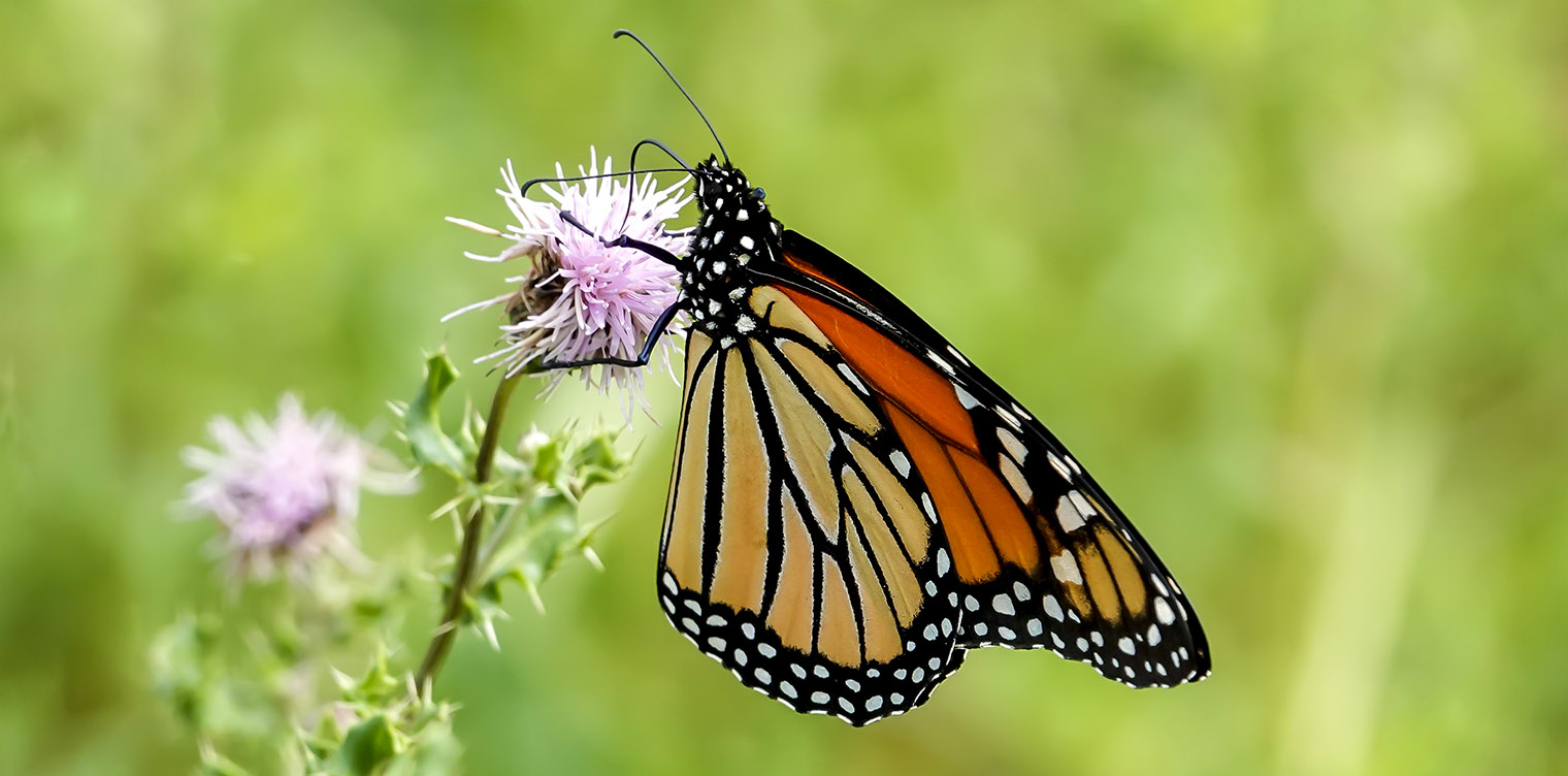Bộ sưu tập cánh vẩy 4 - Page 31 Adirondack-Butterflies-Monarch-Danaus-plexippus-Cemetery-Road-Wetlands-19-August-2019-72