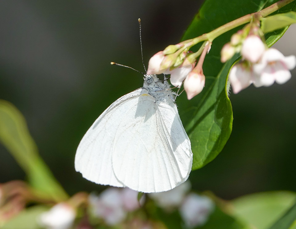Butterflies of the Adirondack Park: Mustard White (Pieris oleracea) on the Adirondack Loj Road (27 July 2019).