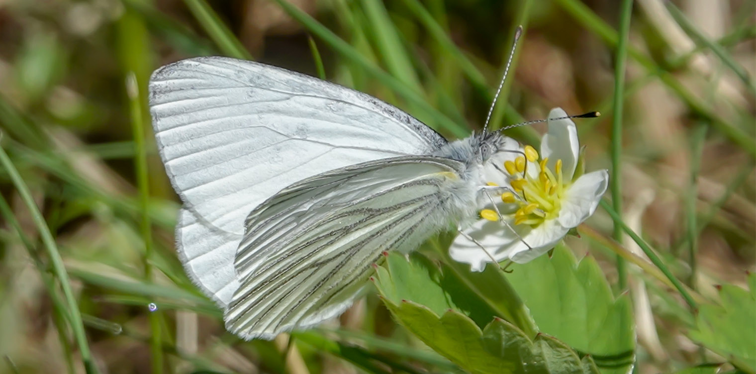 Butterflies of the Adirondack Park: Mustard White (Pieris oleracea) at John Brown Farm (6 June 2019). 