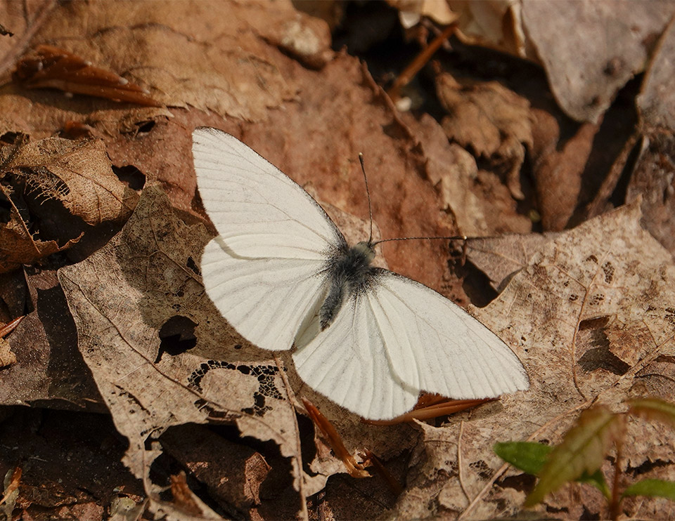 White Butterfly Identification - Pieris oleracea 