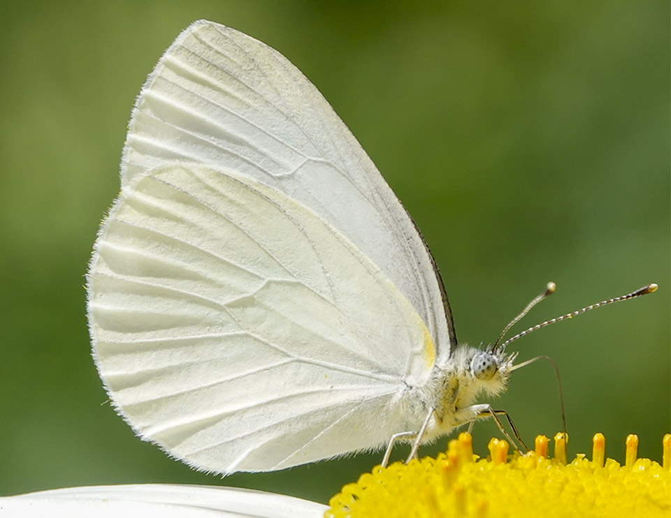 Butterflies of the Adirondacks: Mustard White (Pieris oleracea) at the Paul Smith's College VIC Butterfly House (20 July 2019). 