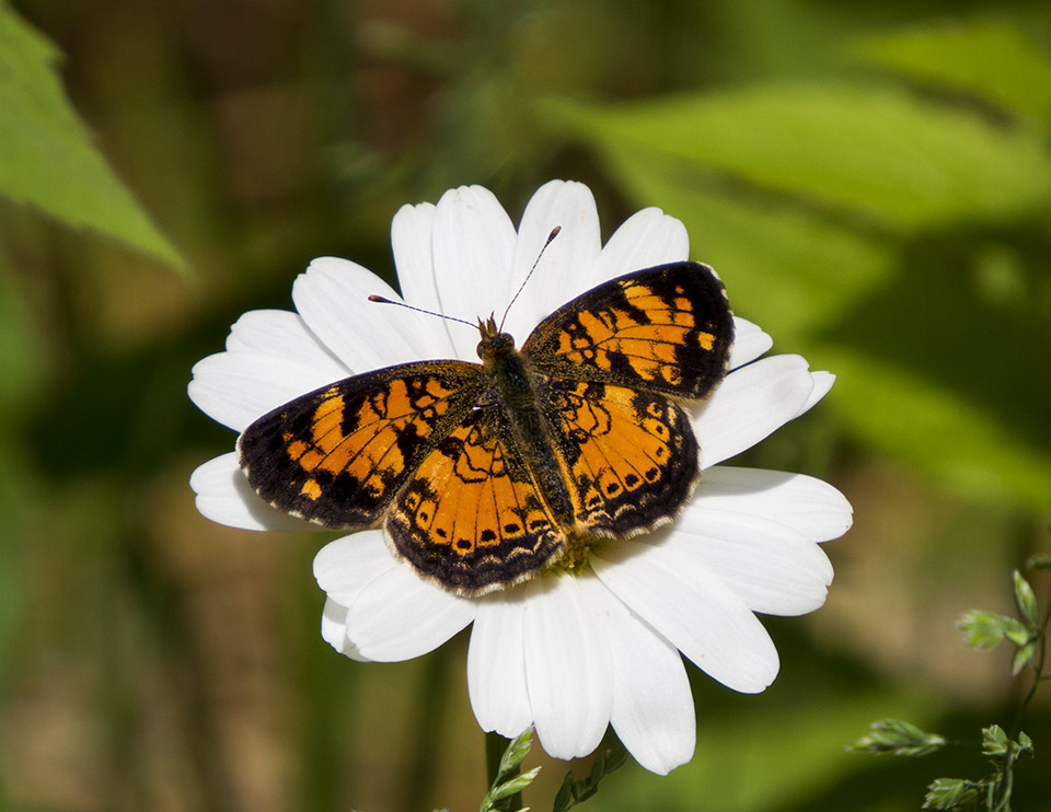 Butterflies of the Adirondack Park: Northern Crescent (Phyciodes cocyta) at the Paul Smiths VIC Native Species Butterfly House (13 June 2015).