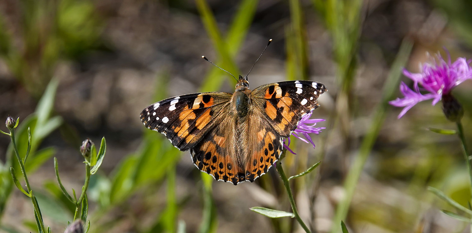 Butterflies of the Adirondack Park: Painted Lady on the Adirondack Loj Road (9 September 2019).