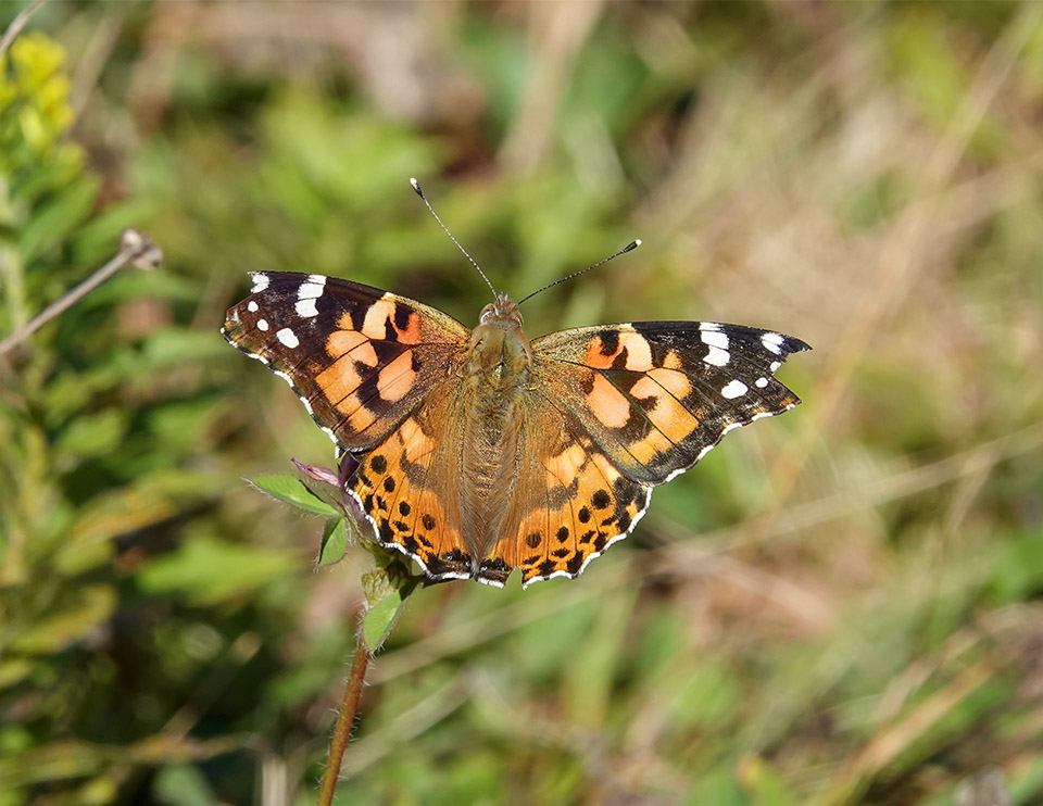 Butterflies of the Adirondack Park: Painted Lady on the Potato Field Loop at John Brown Farm (6 September 2019).