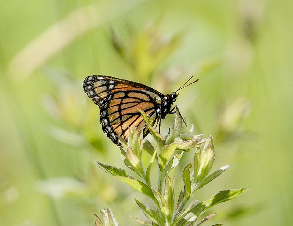 Butterflies of the Adirondack Park: Viceroy (Limenitis archippus) on the Adirondack Loj Road (15 July 2019).
