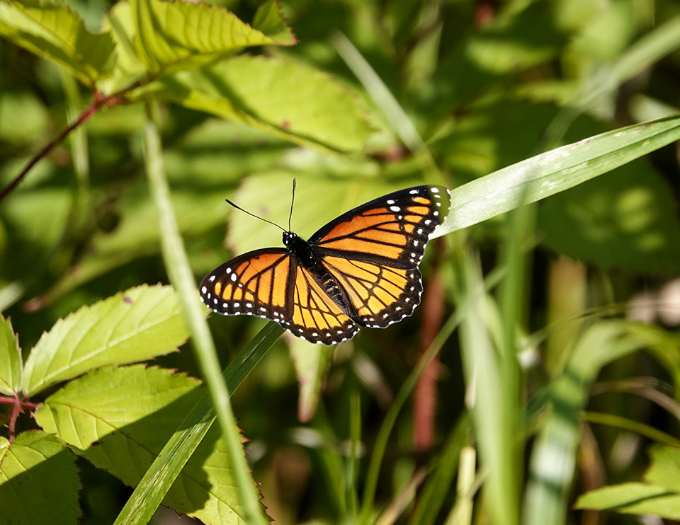Butterflies of the Adirondacks: Viceroy (Limenitis archippus) at John Brown Farm (26 August 2019).