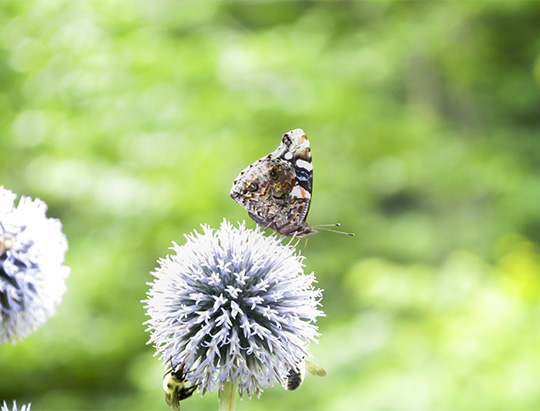 Adirondack Butterflies: Red Admiral at the Adirondack Interpretive Center butterfly garden (14 August 2017)