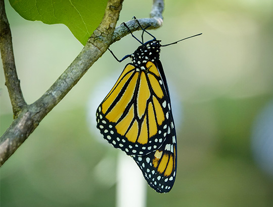 Adirondack Butterflies: Monarch at the Adirondack Interpretive Center butterfly garden (5 August 2018)