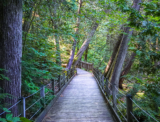 Adirondack Nature Trails: Boardwalk through a cedar swamp on the Rich Lake Trail (5 August 2018)