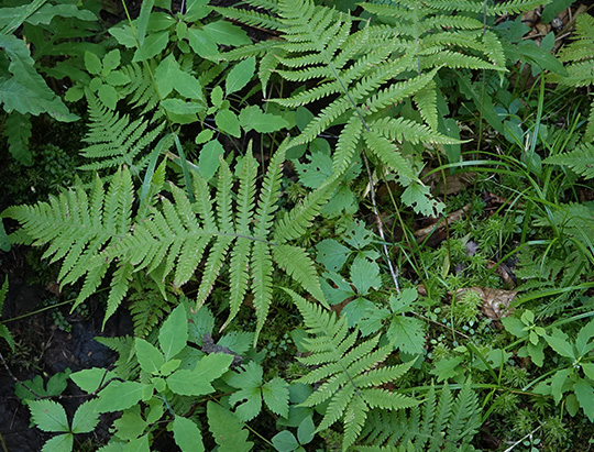 Adirondack Ferns: Long Beech Fern (Phegopteris connectilis) on the Sucker Brook Trail (5 August 2018)