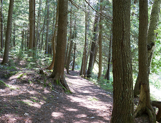 Adirondack Nature Trails: Sucker Brook Trail at the Adirondack Interpretive Center (5 August 2018)