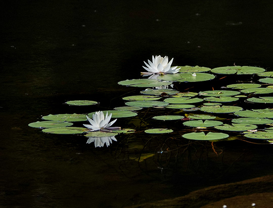 Adirondack Wildflowers:  White Water-lily (Nymphaea odorata) on the Sucker Brook Trail (5 August 2018)