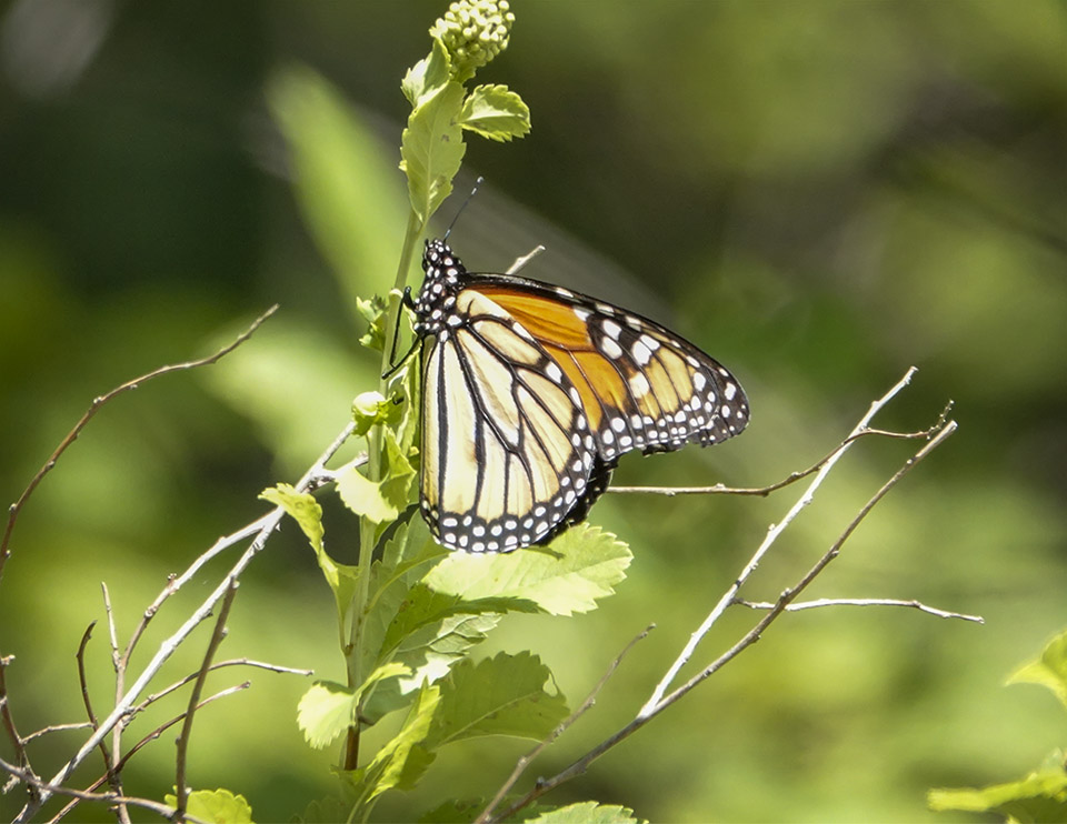 Adirondack Butterflies: Monarch (Danaus plexippus) on the Adirondack Loj Road (24 July 2019)