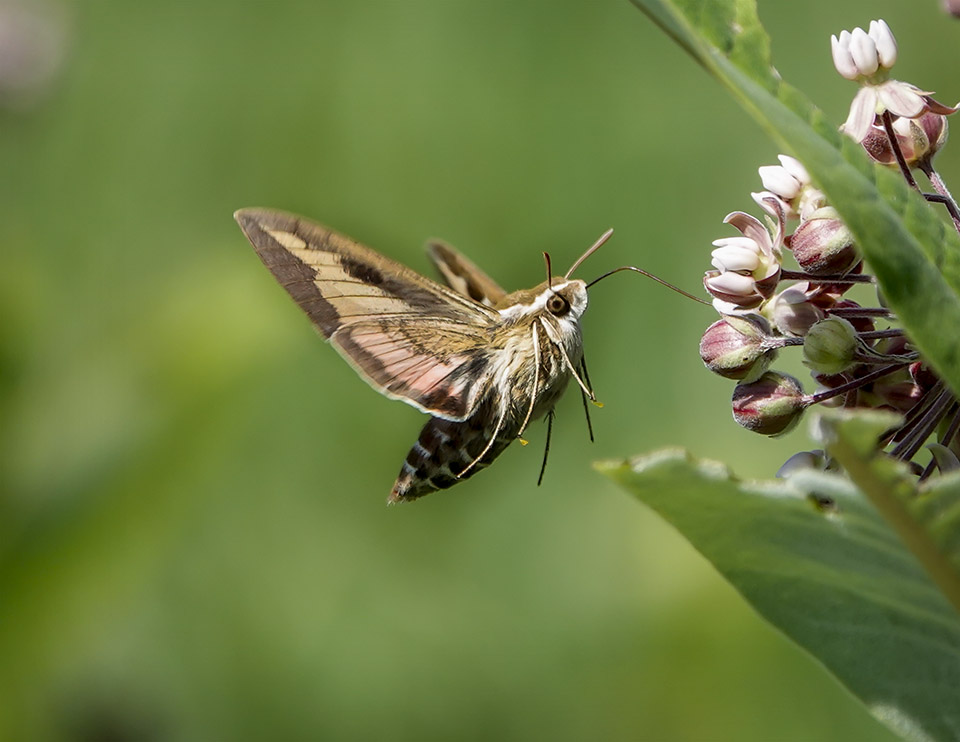Adirondack Moths: Bedstraw Hawkmoth (Hyles gallii) on the Adirondack Loj Road (20 August 2019)