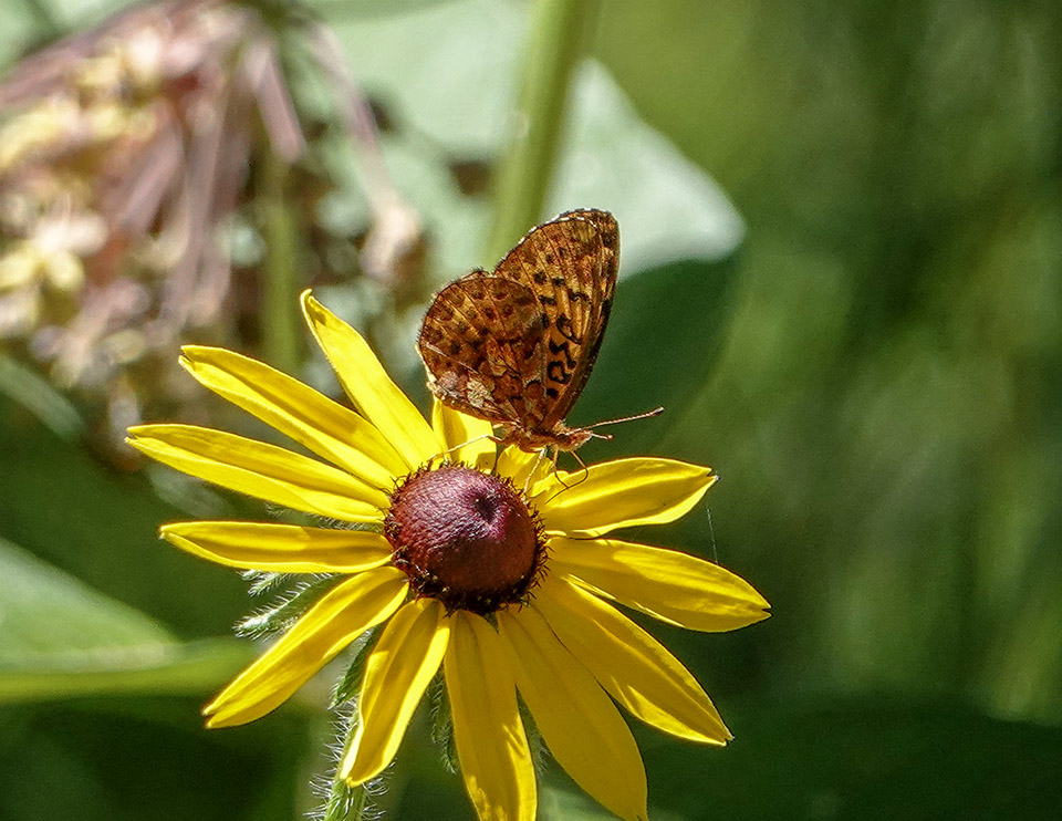 AAdirondack Butterflies: Meadow Fritillary (Boloria bellona) on the Adirondack Loj Road (20 July 2018)