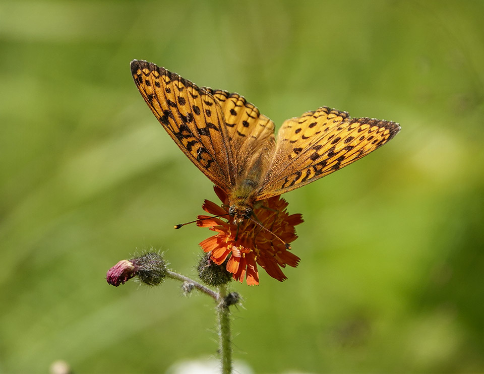 Adirondack Butterflies: Atlantis Fritillary (Speyeria atlantis) on the Adirondack Loj Road (15 July 2019)