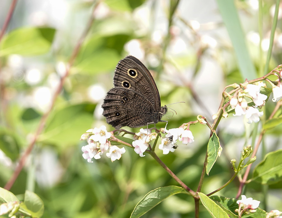 Adirondack Butterflies: Common Wood-Nymph (Cercyonis pegala) on the Adirondack Loj Road (27 July 2019)