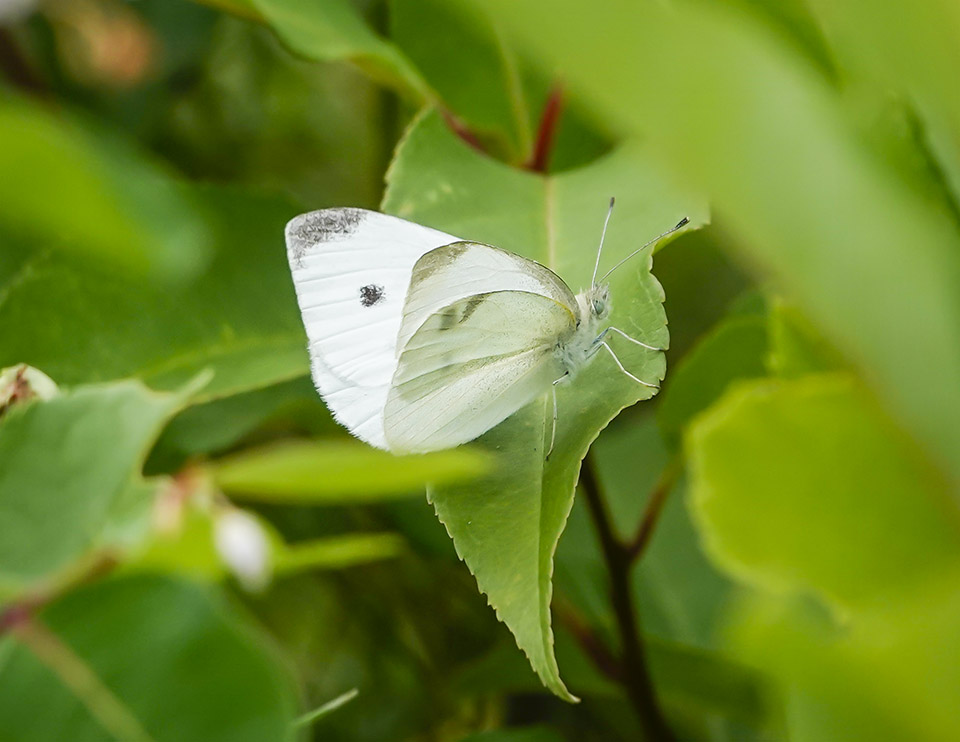 Adirondack Butterflies: Cabbage White (Pieris rapae) on the Adirondack Loj Road (23 July 2019)