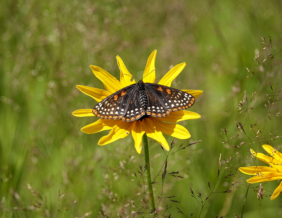 Adirondack Butterflies: Baltimore Checkerspot ( (Euphydryas phaeton) on the Adirondack Loj Road (15 July 2019)