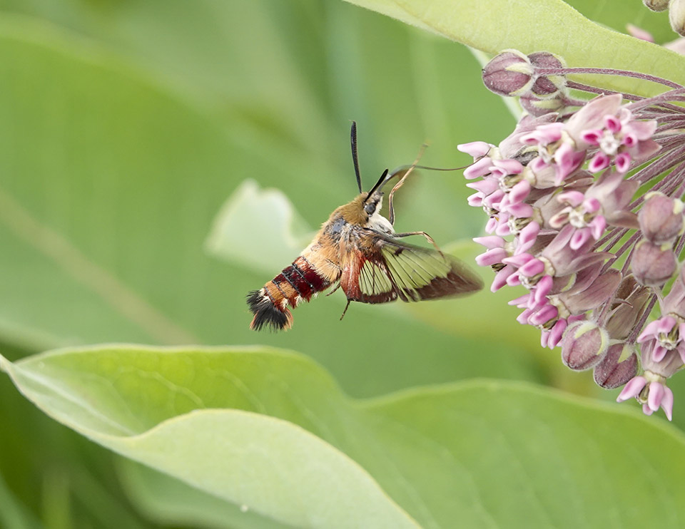 Adirondack Moths: Hummingbird Clearwing (Hemaris thysbe) on the Adirondack Loj Road (23 July 2019)