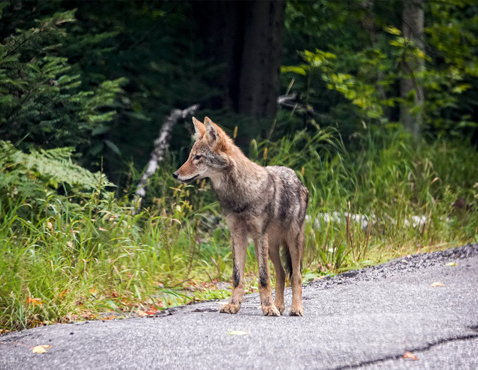 Mamíferos do Parque Adirondack: Coyote Oriental (Canis latrans var), Condado de Essex (10 de Setembro de 2018).