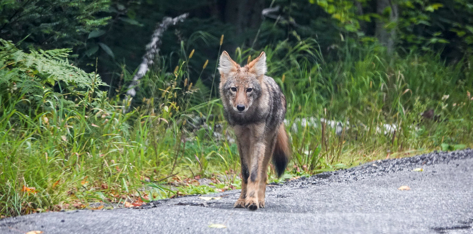 Mamíferos do Parque Adirondack: Eastern Coyote (Canis latrans var), Essex County (10 de Setembro de 2018).