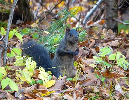 Mammals of the Adirondack Park: Black morph Gray Squirrel (Sciurus carolinensis) near Craig Wood Golf Course, Lake Placid (21 October 2020).
