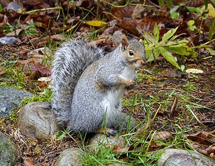 Mammals of the Adirondack Park: Gray Squirrel (Sciurus carolinensis) near Craig Wood Golf Course, Lake Placid (21 October 2020).