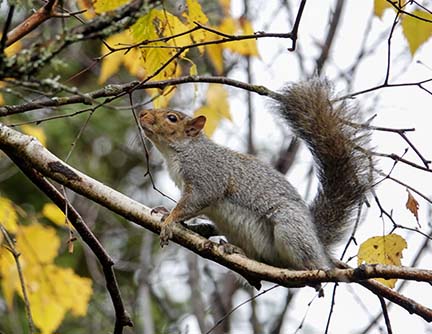 Mammals of the Adirondack Park: Gray Squirrel (Sciurus carolinensis) near Craig Wood Golf Course, Lake Placid (21 October 2020).