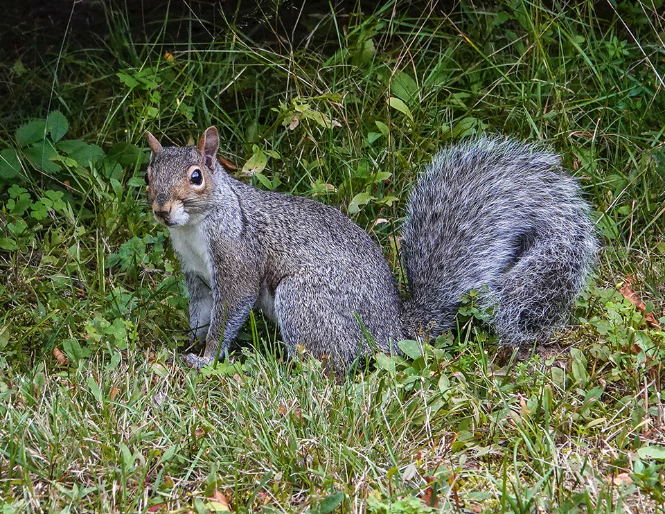 Gray Squirrel Sciurus Carolinensis
