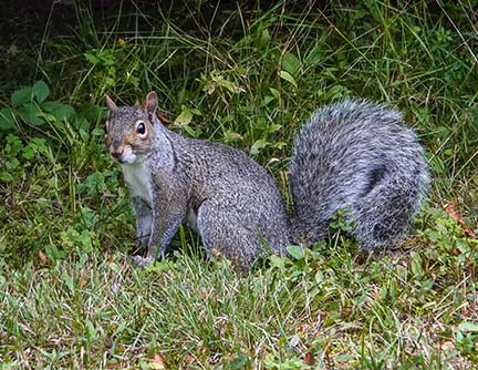 Mammals of the Adirondack Park: Gray Squirrel (Sciurus carolinensis) near Craig Wood Golf Course, Lake Placid (7 September 2020).