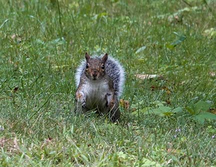 Mammals of the Adirondack Park: Gray Squirrel (Sciurus carolinensis) at Denny Park in Saranac Lake (25 August 2020).