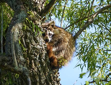 Mammals of the Adirondack Park: Raccoon (Procyon lotor) at the Cemetery Road Wetlands (16 June 2020).