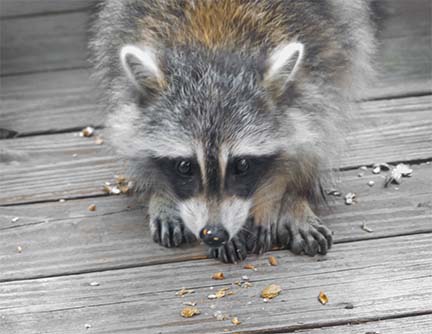 Mammals of the Adirondack Park: Raccoon (Procyon lotor) near Craig Wood Golf Course, Lake Placid (26 June 2014).