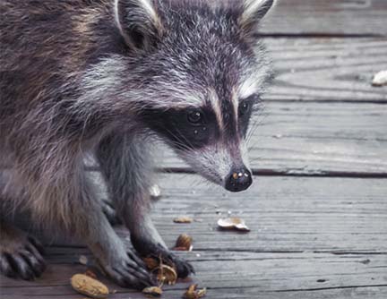 Mammals of the Adirondack Park: Raccoon (Procyon lotor) near Craig Wood Golf Course, Lake Placid (26 June 2014).