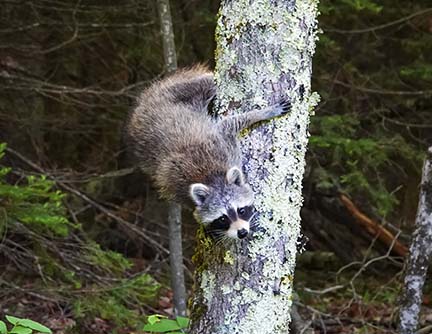 Mammals of the Adirondack Park:Raccoon (Procyon lotor) near the Ski Slope on the Heart Lake Trail (8 June 2020).