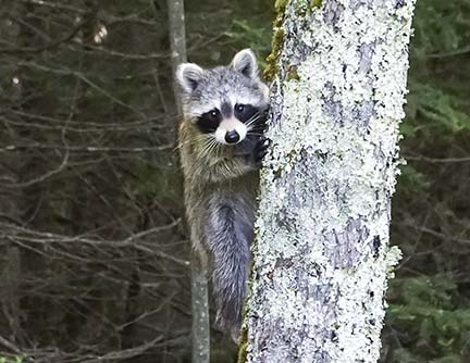 Mammals of the Adirondack Park:Raccoon (Procyon lotor) near the Ski Slope on the Heart Lake Trail (8 June 2020).