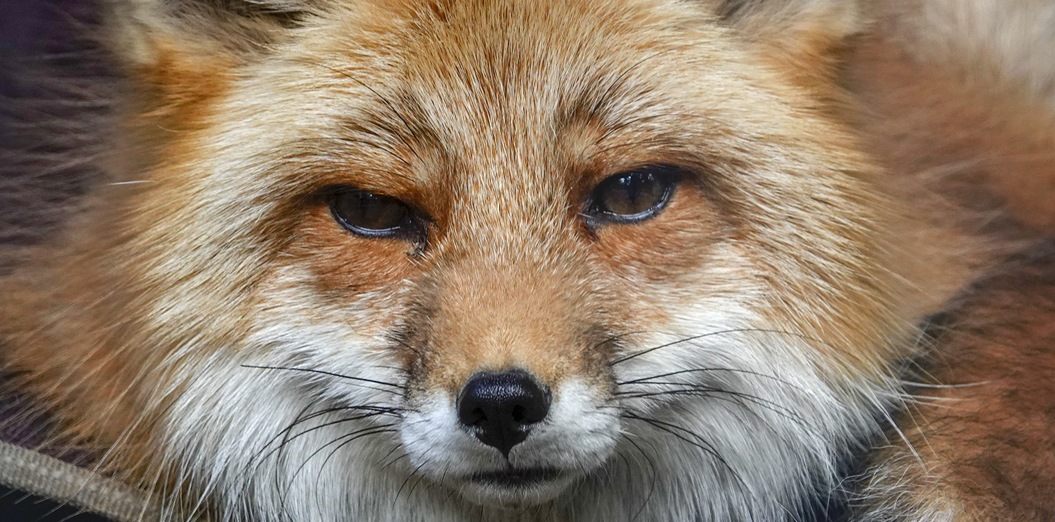 Adirondack Mammals: The Adirondack Wildlife Refuge is the best place in the Park to learn about Adirondack mammals and birds of prey. The Center cares for disabled animals that cannot be returned to the wild, including Pippin, a Red Fox. Red Fox (Vulpes vulpes) at the Adirondack Wildlife Refuge & Rehabilitation Center, 15 May 2018. 