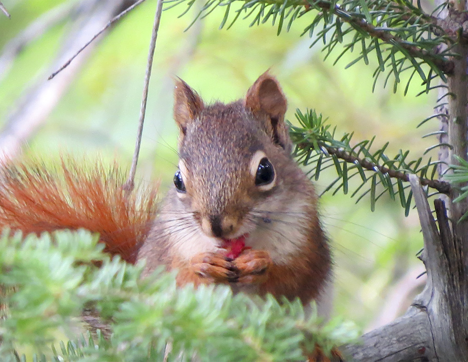 Red Squirrel | Tamiasciurus
